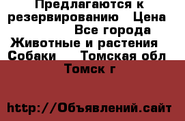 Предлагаются к резервированию › Цена ­ 16 000 - Все города Животные и растения » Собаки   . Томская обл.,Томск г.